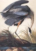 John James Audubon, Great Blue Heron